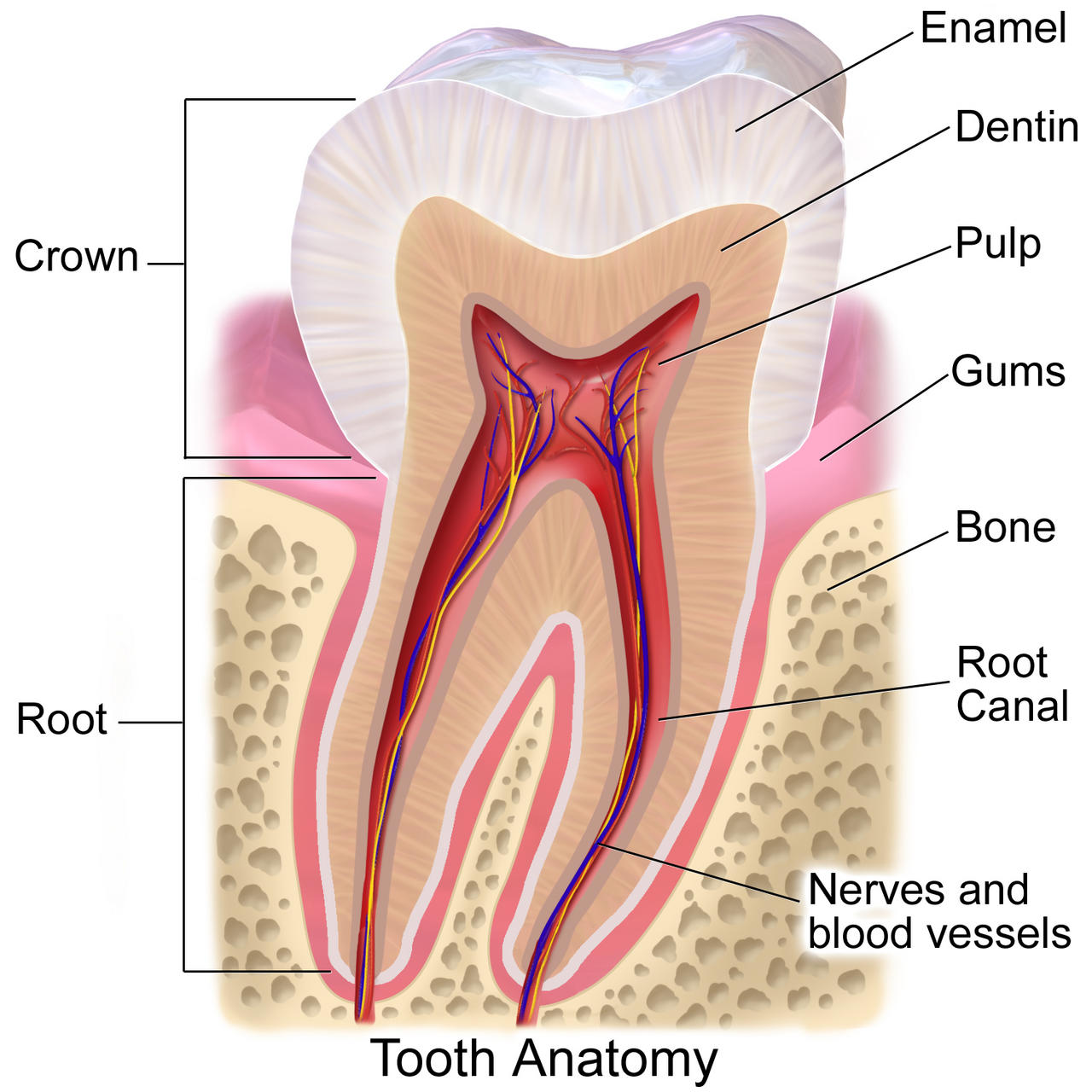 Anatomical diagram of a tooth showing enamel, dentin, pulp and root layers